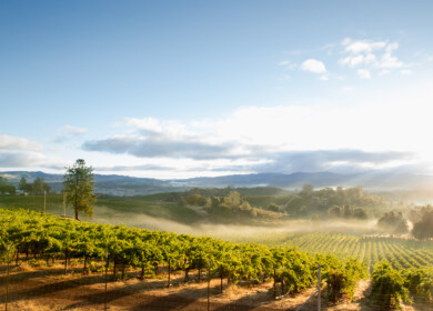 California vineyard growers abandon their harvests as prices and costs turn them unprofitable