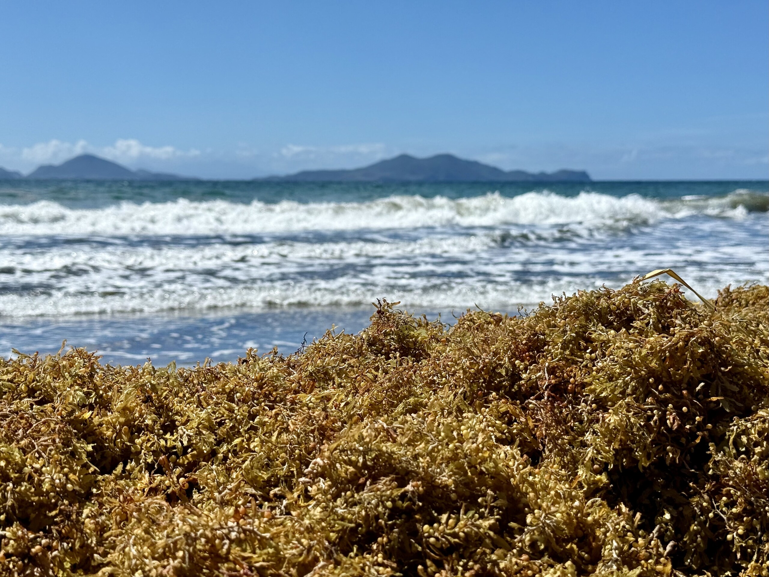 Researchers explore ways to turn Caribbean seaweed crisis into bioproducts and renewable fuels