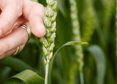 Lantmännen invests SEK 100 million in new plant breeding facility in Svalöv