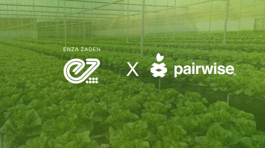 Enza Zaden licenses Pairwise gene-editing platform to accelerate vegetable breeding
