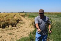 Walmart, Kellanova and Indigo Ag form partnership to advance regenerative farming in Arkansas