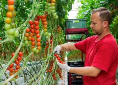 BASF | Nunhems to build new vegetable seeds R&D center in Spain