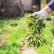 How to get rid of weeds in your garden?