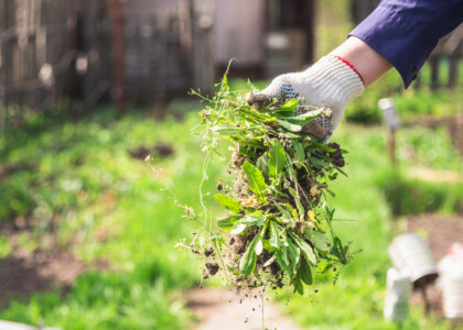 How to get rid of weeds in your garden?