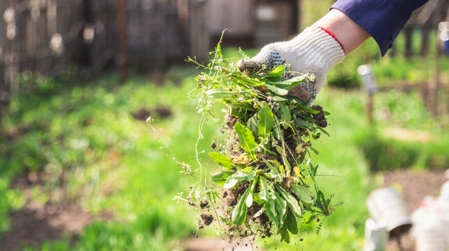 How to get rid of weeds in your garden?