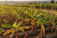Ecuador tests gene-editing approach to curb banana wilt
