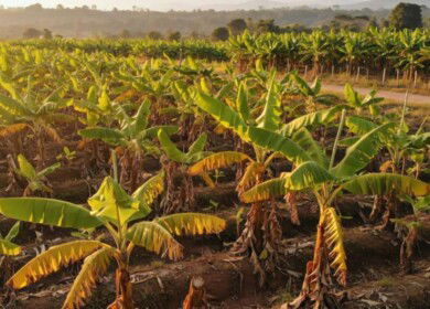 Ecuador tests gene-editing approach to curb banana wilt