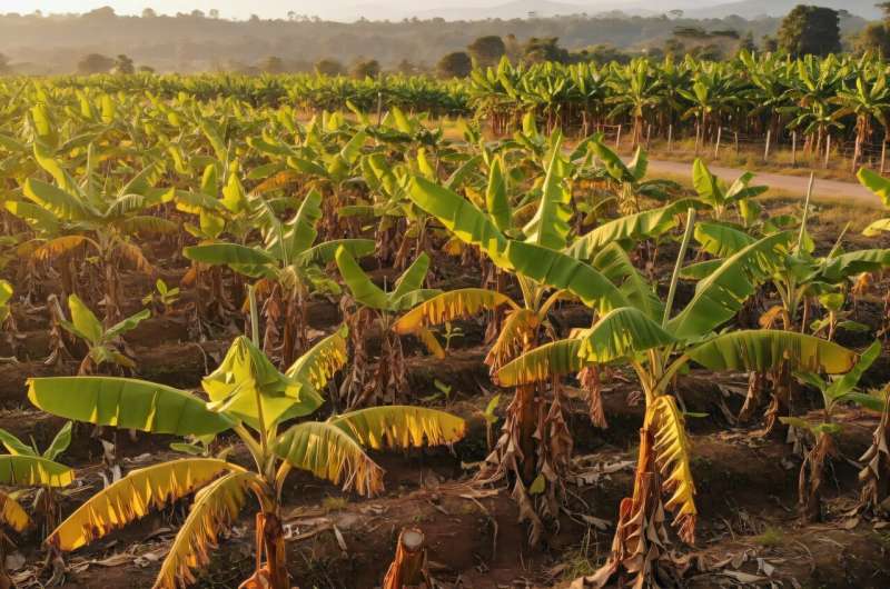 Ecuador tests gene-editing approach to curb banana wilt