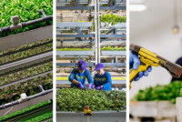 Bowery Farming’s $70M Georgia vertical farm heads to liquidation as startup’s collapse triggers nationwide sell-offs