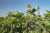 Casterra and Fantini partner to mechanize large-scale castor farming for biofuel growth