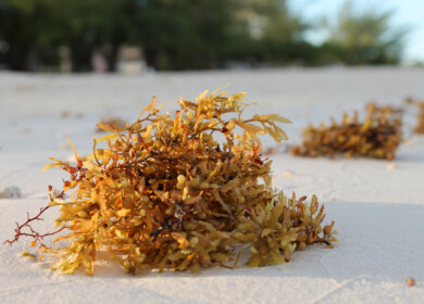 Ocean upwelling identified as key driver behind massive sargassum blooms in the Atlantic