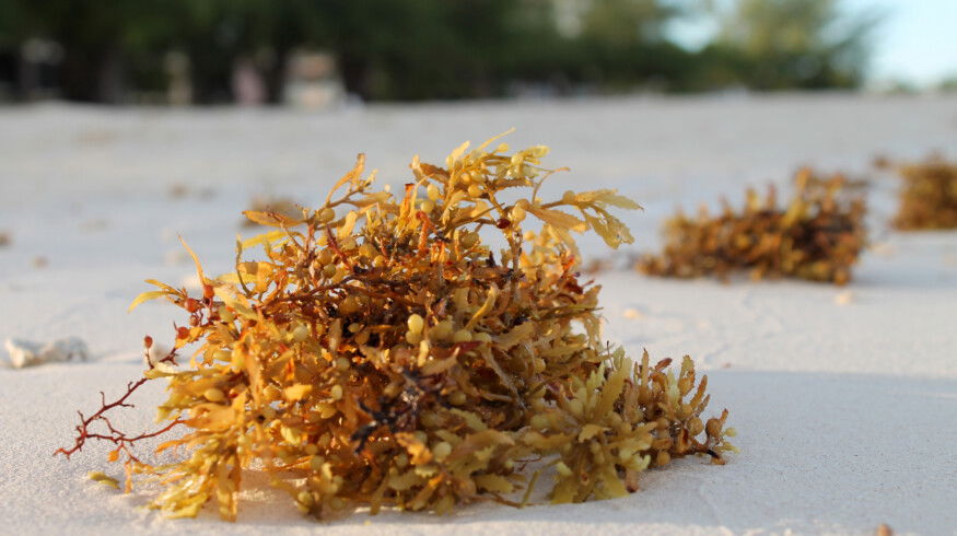 Ocean upwelling identified as key driver behind massive sargassum blooms in the Atlantic