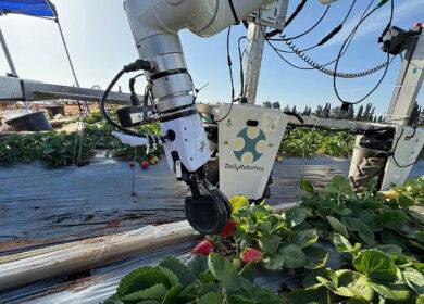 DailyRobotics prepares to launch strawberry harvesting robot in California