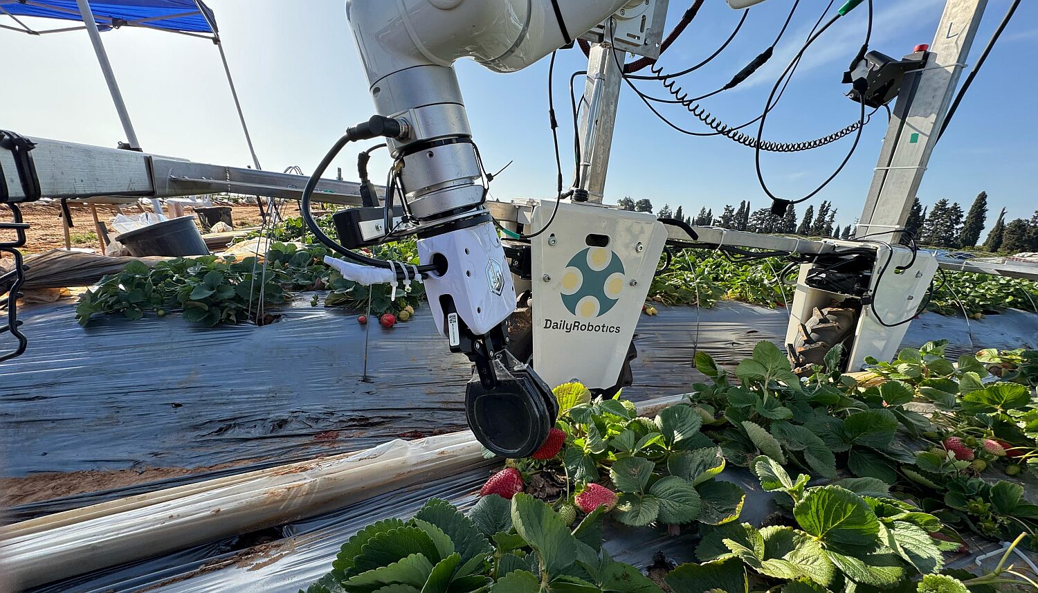 DailyRobotics prepares to launch strawberry harvesting robot in California