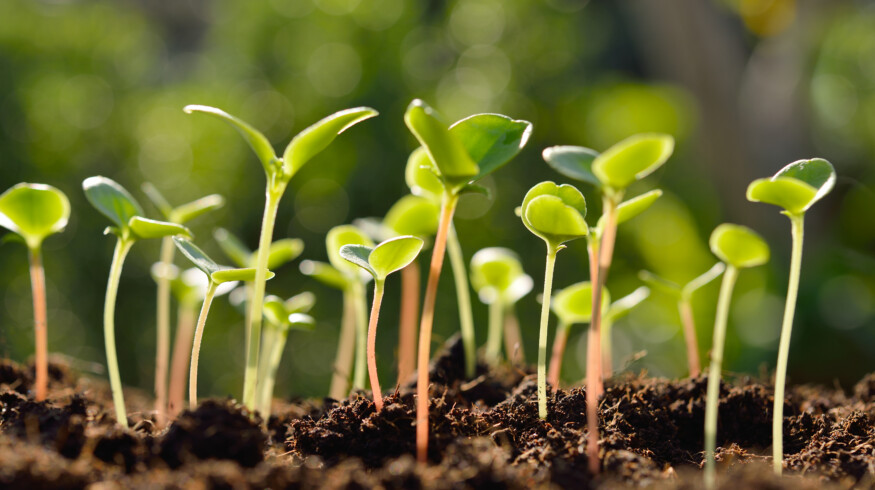 Engineered microbial consortia show promise against soil-borne diseases