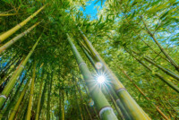 Scientists highlight ‘grassy trees’ as overlooked allies in climate mitigation