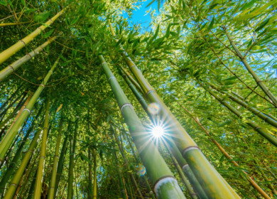 Scientists highlight ‘grassy trees’ as overlooked allies in climate mitigation