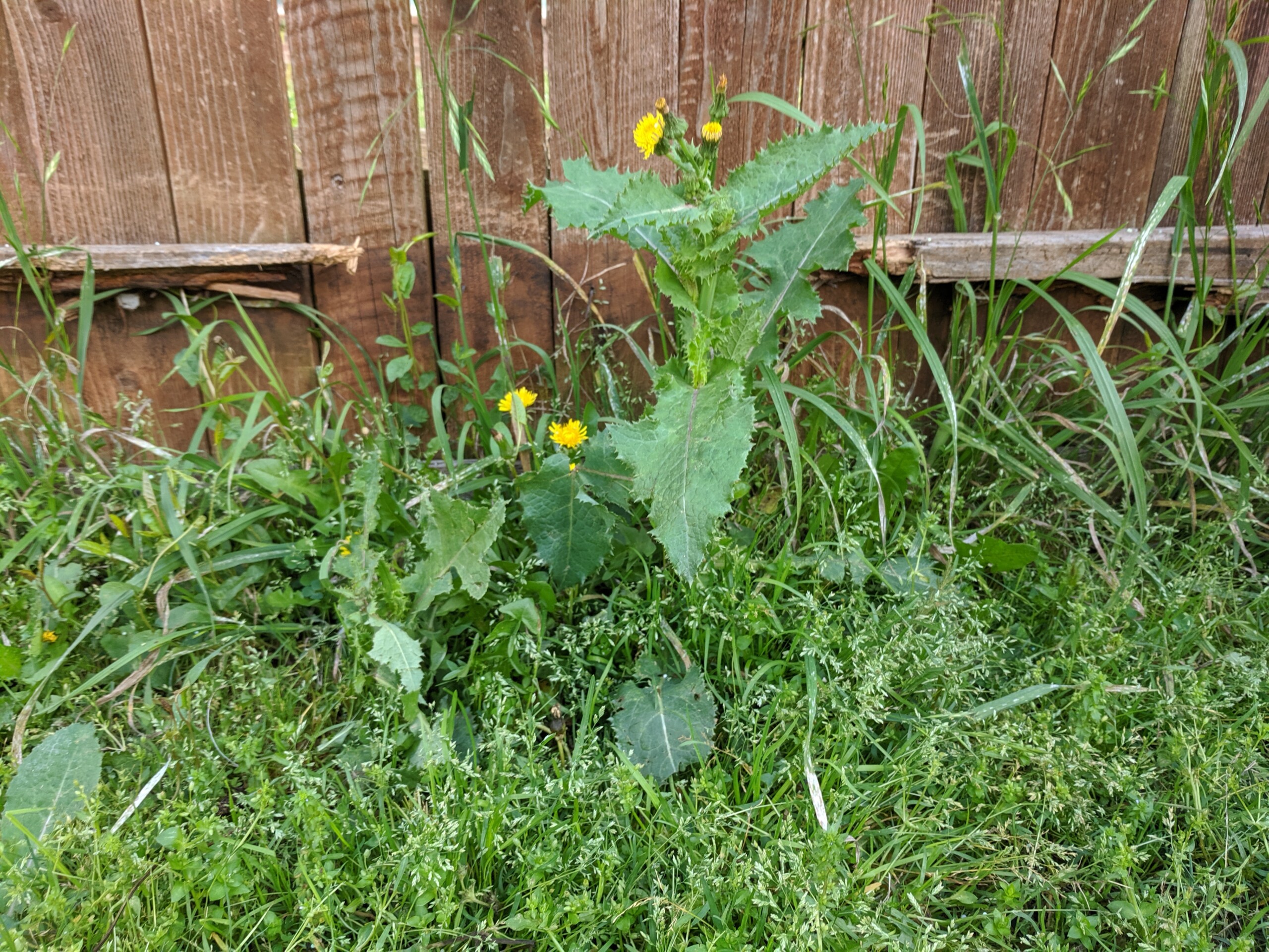 Overgrown, unwanted broad leaf weeds in the grass