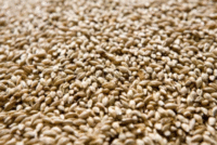 Syngenta launches CruiserMaxx Vibrance Elite — new fungicide and insecticide seed treatment premix for U.S. cereal crops