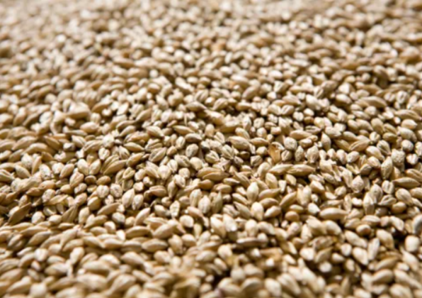 Syngenta launches CruiserMaxx Vibrance Elite — new fungicide and insecticide seed treatment premix for U.S. cereal crops