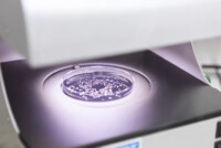 Syngenta and Amoéba partner to launch in Europe new bio-fungicide for wheat and field crops by 2026