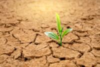 Biodegradable hydrogel enables crops to grow with minimal water