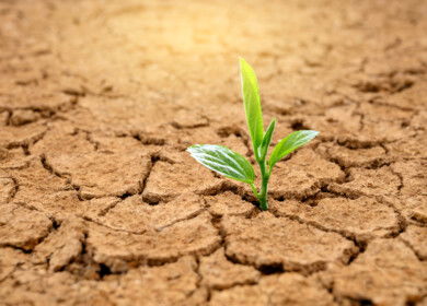 Biodegradable hydrogel enables crops to grow with minimal water