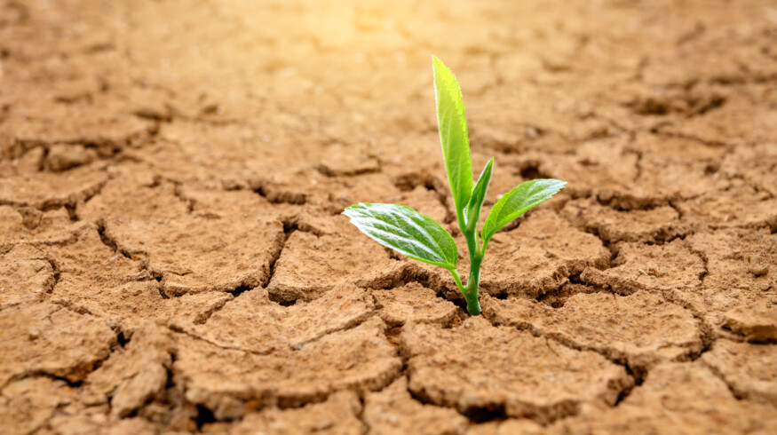 Biodegradable hydrogel enables crops to grow with minimal water