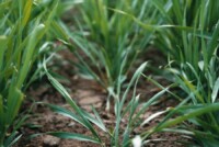 CRD lifts restriction on Bayer’s Iblon fungicide