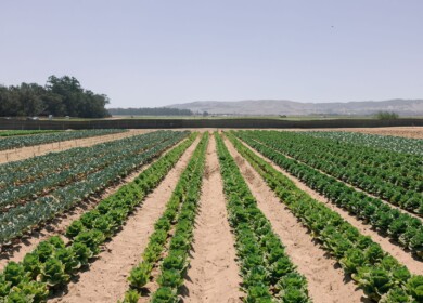 Windfall Bio reports higher lettuce yields in field trial of methane-derived FOUNDATION organic fertilizer