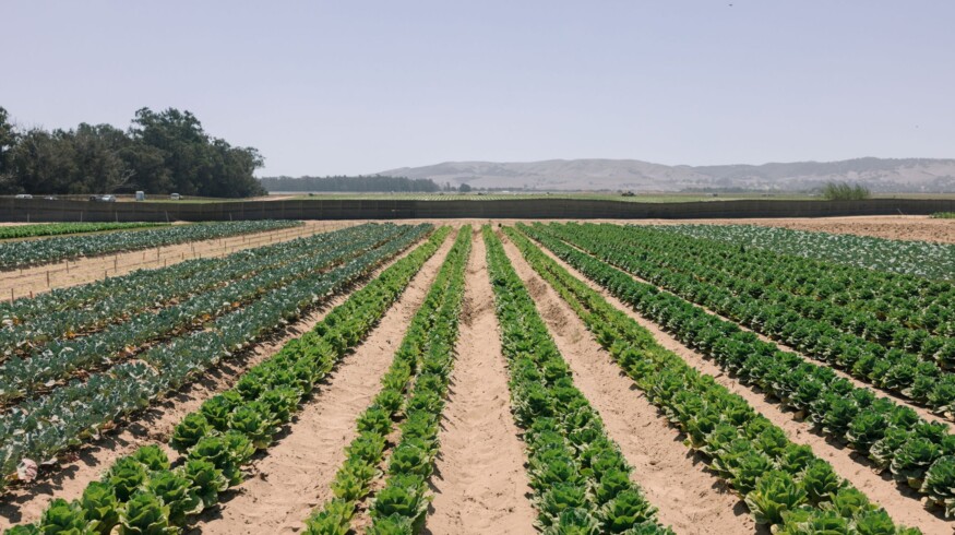 Windfall Bio reports higher lettuce yields in field trial of methane-derived FOUNDATION organic fertilizer