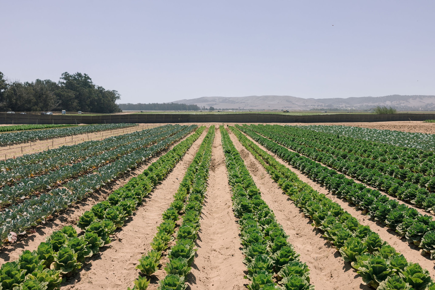 Windfall Bio reports higher lettuce yields in field trial of methane-derived FOUNDATION organic fertilizer