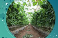 Eden Research partners with Syngenta to expand ornamental crop reach in EU and UK