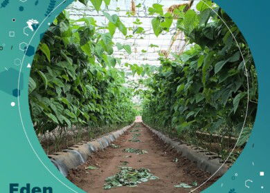 Eden Research partners with Syngenta to expand ornamental crop reach in EU and UK