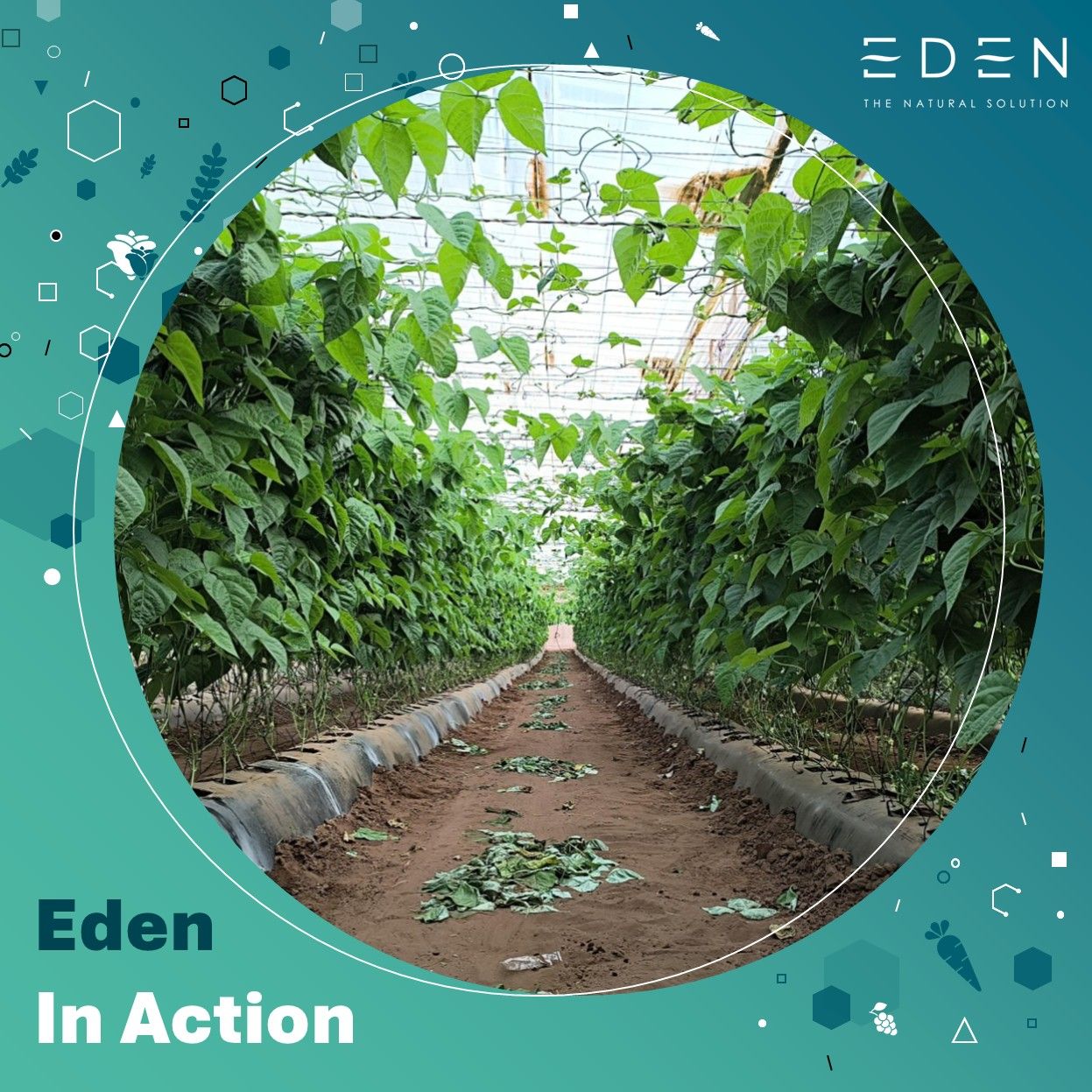 Eden Research partners with Syngenta to expand ornamental crop reach in EU and UK