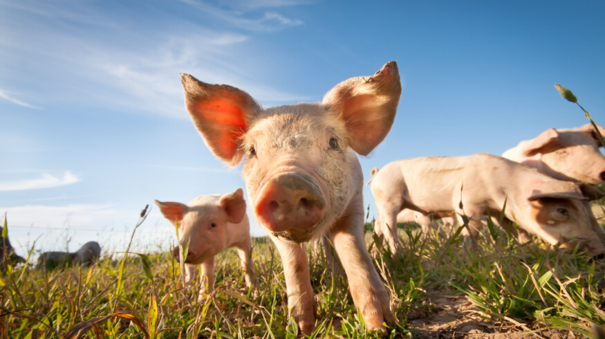 Starting a small farm: The key steps to build a profitable operation