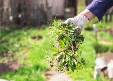 New study evaluates invasive plants as food and economic resources