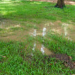 How to fix a waterlogged lawn