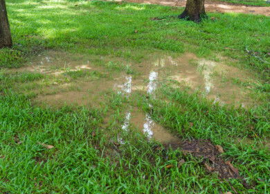 How to fix a waterlogged lawn