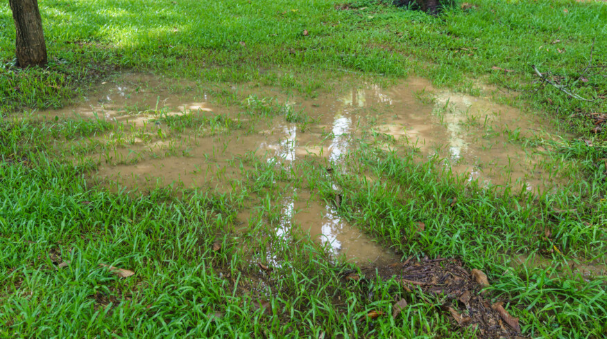 How to fix a waterlogged lawn