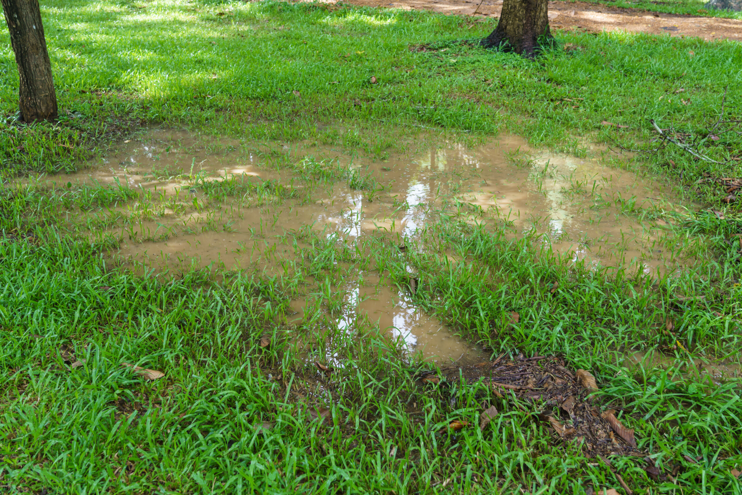 How to fix a waterlogged lawn