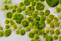EnSoil Algae may shift the soil-health paradigm for U.S. growers