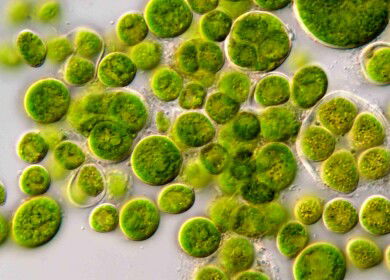 EnSoil Algae may shift the soil-health paradigm for U.S. growers