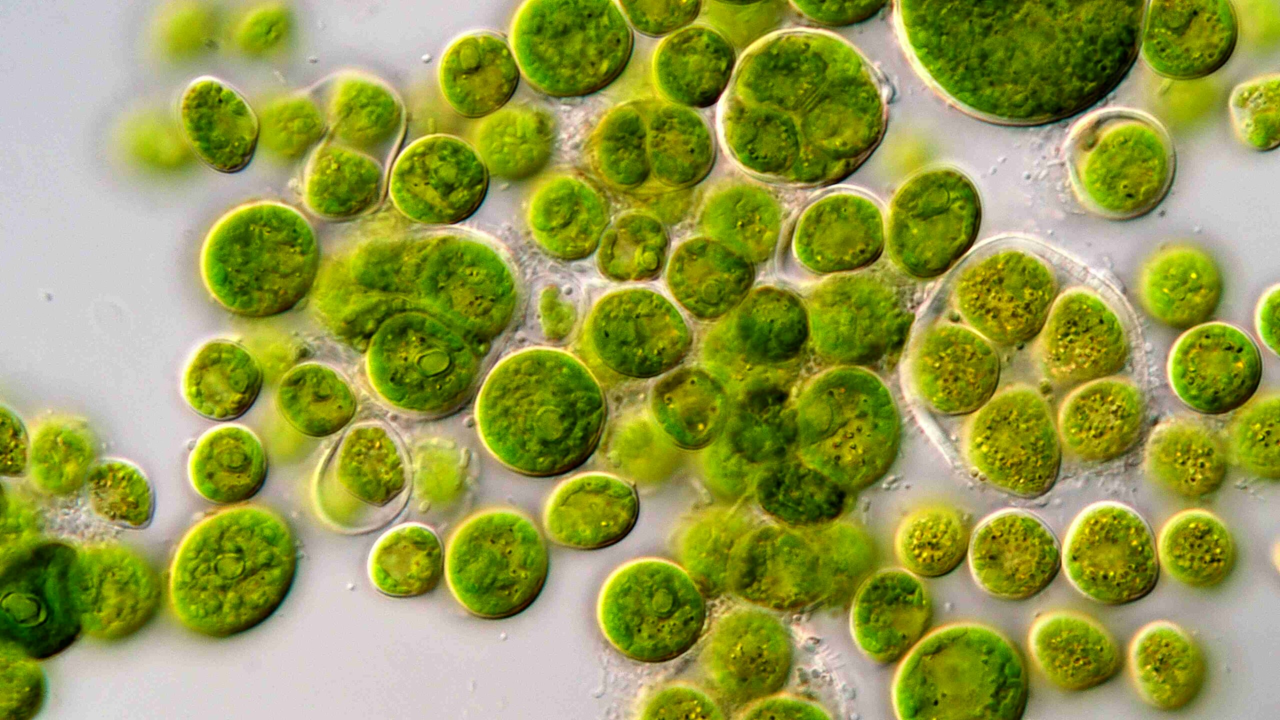 EnSoil Algae may shift the soil-health paradigm for U.S. growers