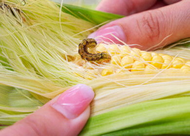 Corn–toxin blend found to produce more aerodynamic pest moths