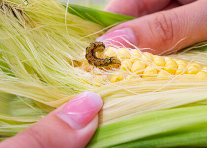 Corn–toxin blend found to produce more aerodynamic pest moths