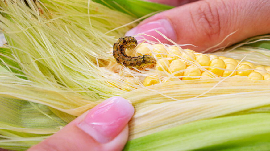 Corn–toxin blend found to produce more aerodynamic pest moths