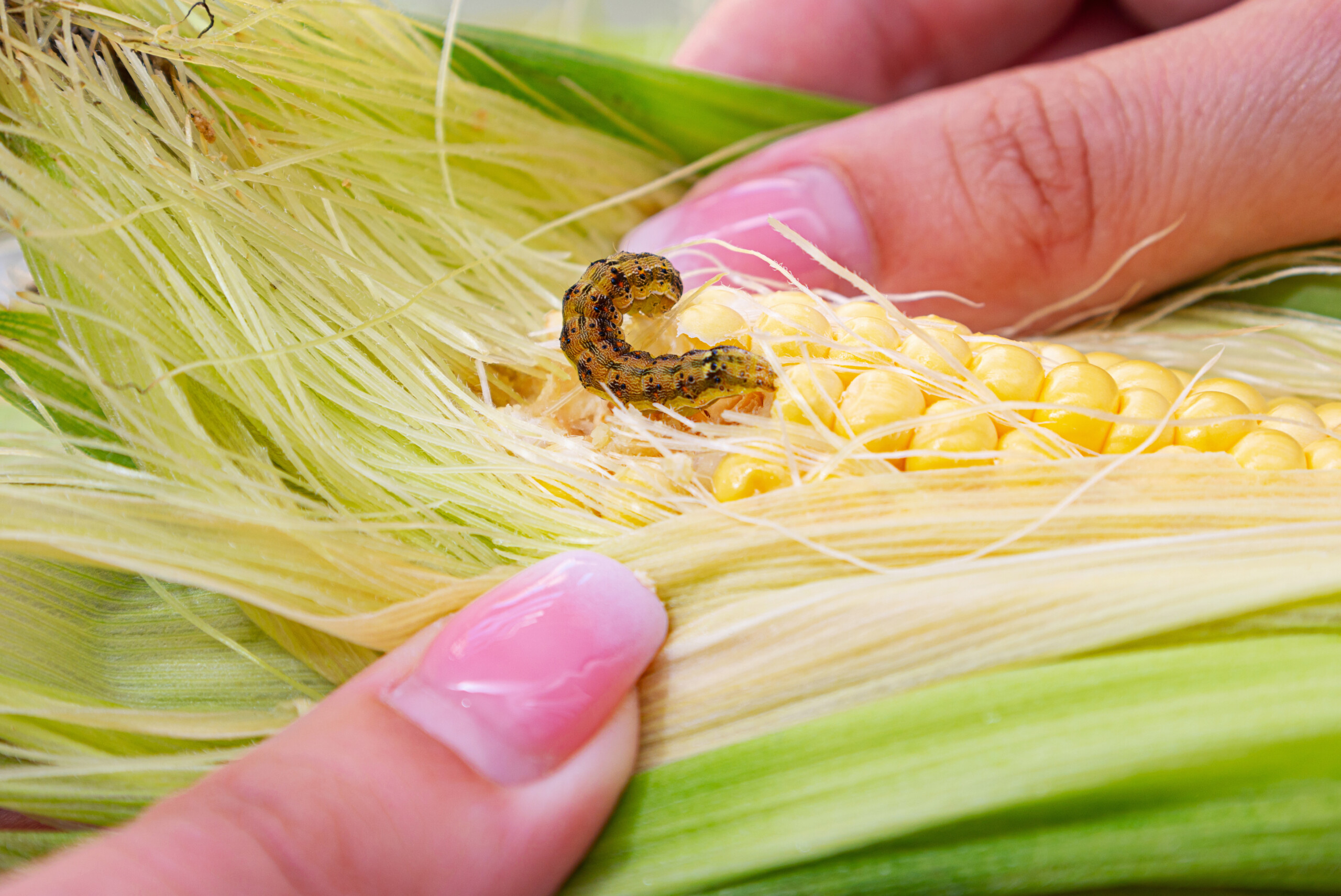 Corn–toxin blend found to produce more aerodynamic pest moths
