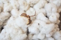 ADM and Planters Cotton Oil Mill form cottonseed processing joint venture