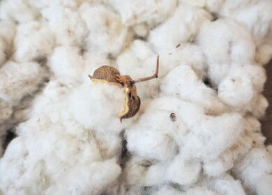 ADM and Planters Cotton Oil Mill form cottonseed processing joint venture